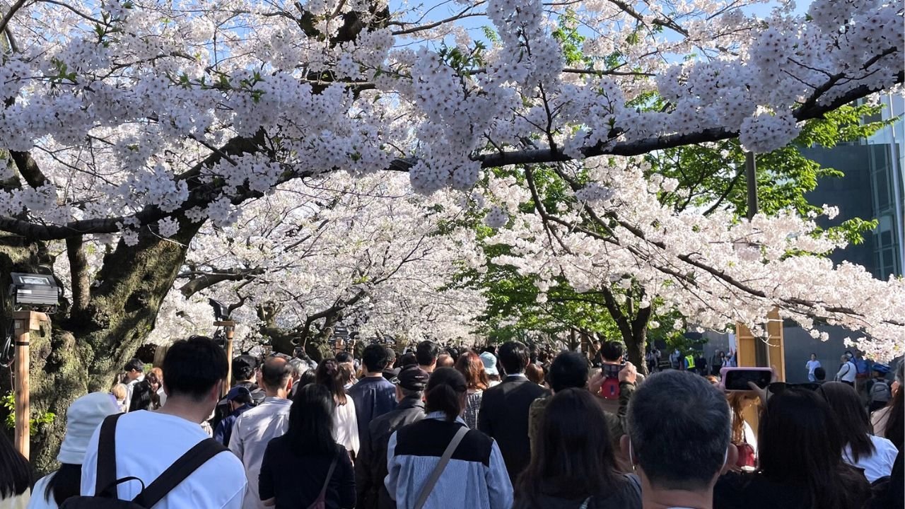 2024年全国お花見スポットの人流調査を公開